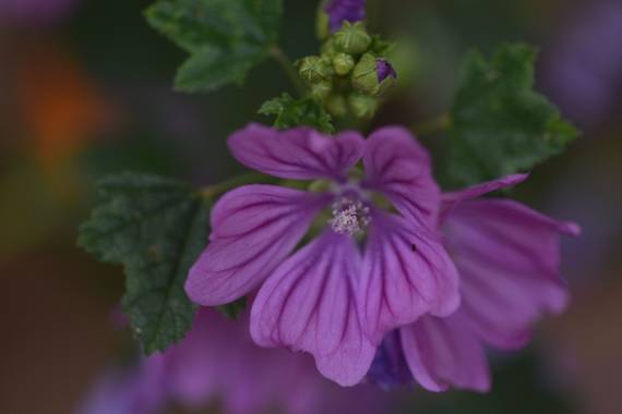 Belenhernandezg en Hamelin: Flora  (Soto del Real), Malva sylvestris, #primavera
#flora21