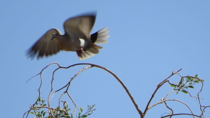 Solerantonio2 en Hamelin: Fauna  (Almería), Streptopelia decaocto (Frivaldszky, 1838), Tortola turca