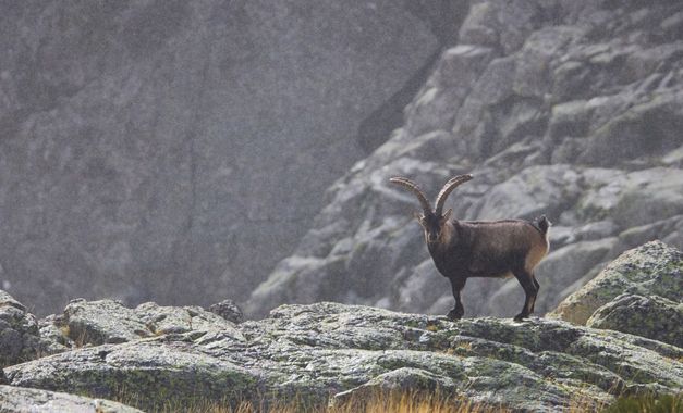 manuel.manzano32 en Hamelin: Fauna 