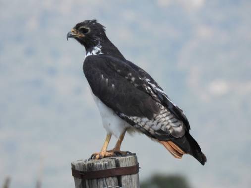 olaya96fg en Hamelin: Fauna  (Nairobi), Buteo augur (Ruppell, 1836), #Aves21