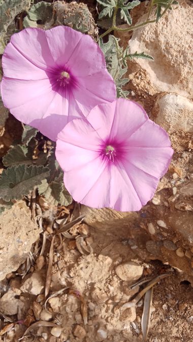 urihuetor en Hamelin: Flora, Convolvulus althaeoides, #flora #plants #flower #flor #floracion 