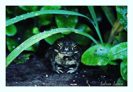 silviosarco en Hamelin: Fauna  (Los Toldos)