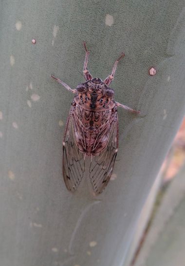 Solerantonio2 en Hamelin: Fauna  (Níjar), Cigarra o chicharra