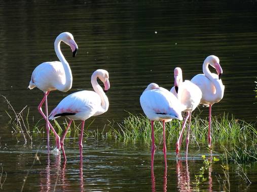 Georginaag en Hamelin: Fauna  (Malgrat de Mar), Phoenicopterus roseus Pallas, 1811, #aves #fauna #flamenco 