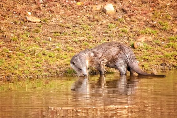 Tonigarduno86 en Hamelin: Fauna  (Serradilla del Arroyo), Lutra lutra