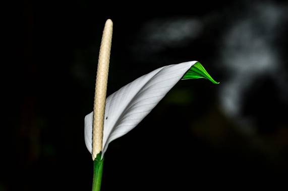 Camiloacca94 en Hamelin: Flora  (Vistahermosa), #flor #flores #florescolombianas #biodiverdidad #biodiversidadcolombia #nature #naturaleza #flower #floress...