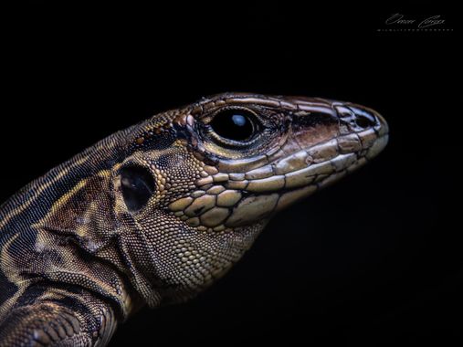 Omar Carax en Hamelin: Fauna, #fauna #lizard #lizards