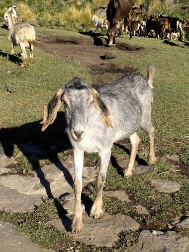 Segundoghione en Hamelin: Fauna  (San Alberto)
