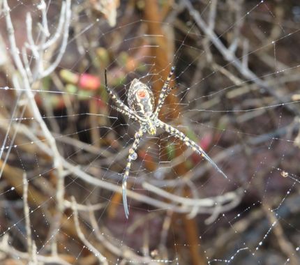 Solerantonio2 en Hamelin: Fauna  (Níjar), Aracnido