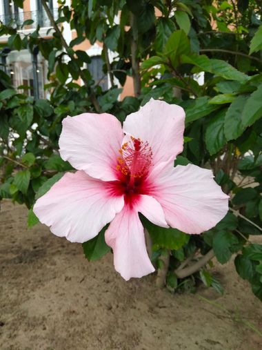 Solerantonio2 en Hamelin: Flora  (Avenida del Mediterráneo), Hibiscus rosa-sinensis, Planta