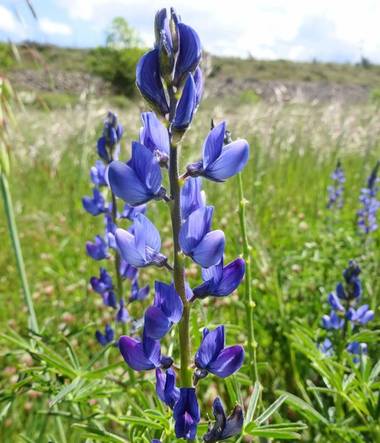 Mivilor68 en Hamelin: Flora  (Ponferrada), Lupinus angustifolius, #flora21 
