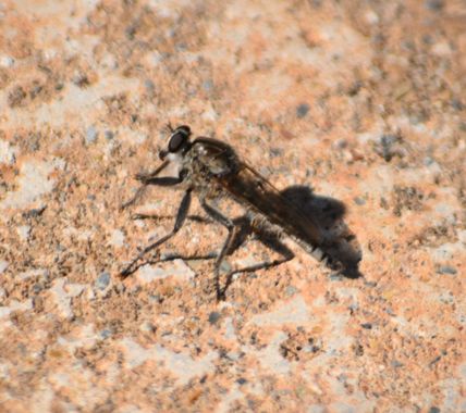 Solerantonio2 en Hamelin: Fauna  (Puebla de Vícar), Mosca ladrona asesina