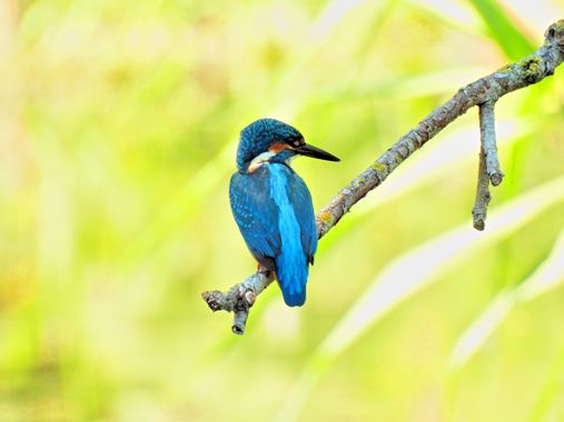 Georginaag en Hamelin: Fauna  (Sant Pere Pescador), Alcedo atthis (Linnaeus, 1758), #blauet #martinpescador #fauna 