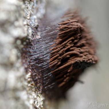 Ulises Dantes en Hamelin: Observación  (Tafí Viejo), Lo ví en un tronco de árbol podrido. Mide aproximadamente unos 2 cm de diámetro.