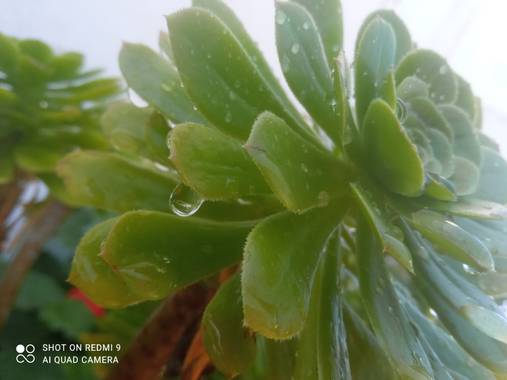 Angelcarmona en Hamelin: Flora  (Montemayor), Aeonium arboreum, #cuidemoslanaturaleza #biodiversidad 😍