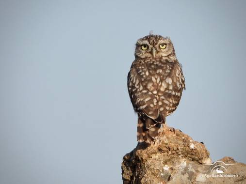 Gallardoromeroantonio en Hamelin: Fauna, Athene noctua (Scopoli, 1769), Mochuelo #CazaFotografica 