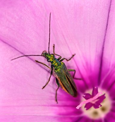 Ignicapillus en Hamelin: Fauna  (Sant Joan de Mediona), Para introducir una pausa en la serie de las aves de Norteamérica, intercalo este macro. El año 202...