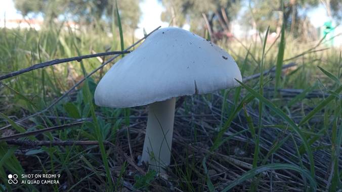 GreenPhoto en Hamelin: Observación  (Valencia de Alcántara), #Otoño20