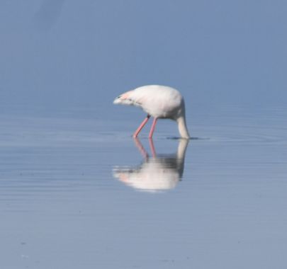 Solerantonio2 en Hamelin: Fauna  (Almeria), Ave