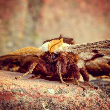 Markhj12 en Hamelin: Fauna  (Os de Balaguer), #faunaespañola #mariposas #buterflyphotography
