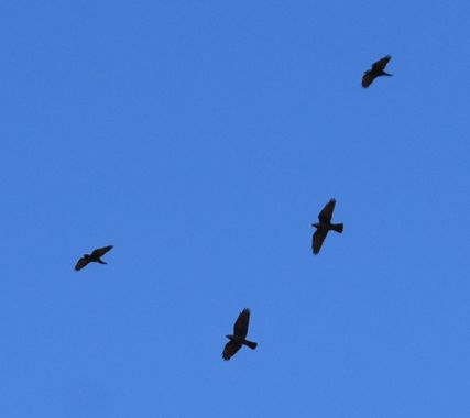 Solerantonio2 en Hamelin: Fauna  (Almería), Aves