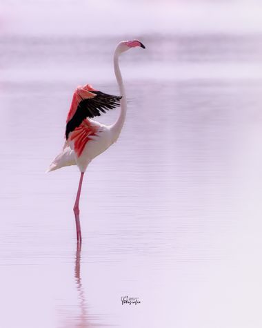 Cenetista en Hamelin: Fauna  (Pozuelo de Calatrava), Phoenicopterus roseus Pallas, 1811, #flamenco 