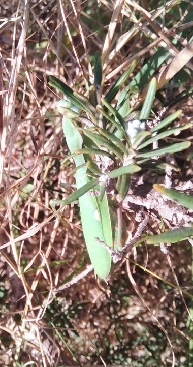 Solerantonio2 en Hamelin: Fauna  (Avenida del Mediterráneo), Mantis religioso