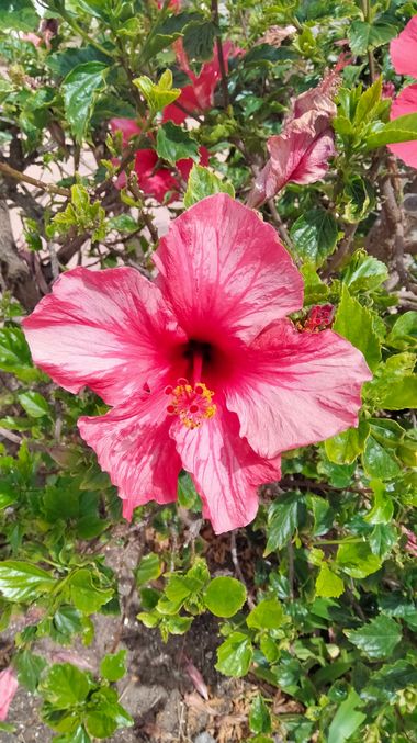 Solerantonio2 en Hamelin: Flora  (Cabo de Gata), Planta