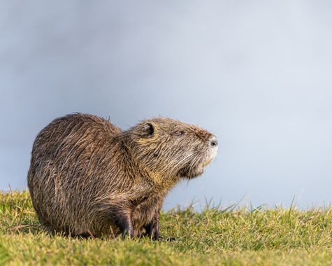 Marcos en Hamelin: Fauna  (Mar del Plata), Myocastor coypus (Molina, 1782), #coipo #roedor #pasto #mardelplata 