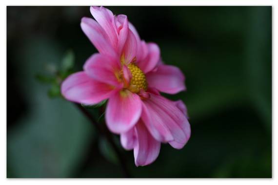 barbanegra707 en Hamelin: Flora  (Barcelona), Dahlia pinnata, #Cosmosbipinnatus