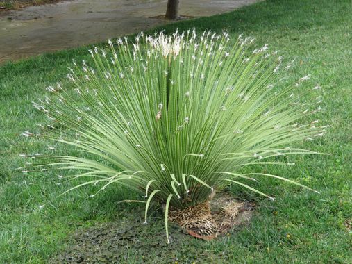 Solerantonio2 en Hamelin: Flora  (Jaén), Dasylirion serratifolium, Planta