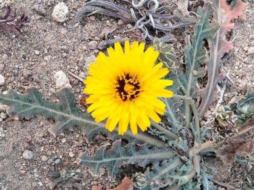 Solerantonio2 en Hamelin: Flora  (Níjar), Reichardia tingitana, Planta