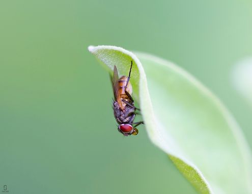 Munuanu en Hamelin: Fauna  (Lorica), Mosca
