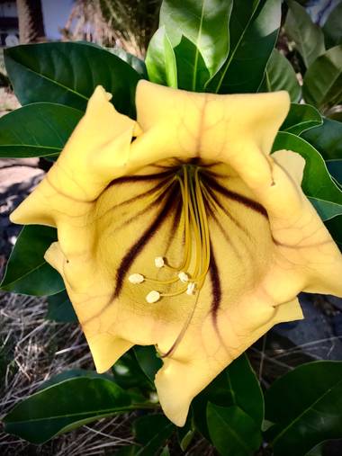 Juanatlantida82 en Hamelin: Flora, Solandra maxima