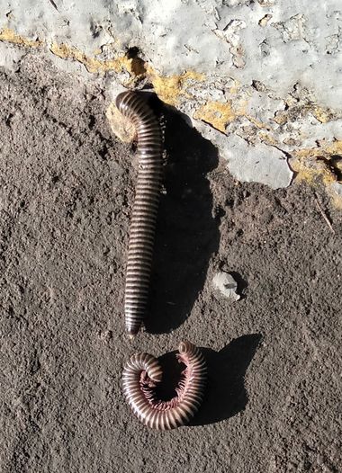 Solerantonio2 en Hamelin: Fauna  (Almería), Cienpies