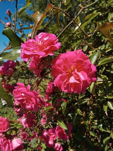Alquimia Natural en Hamelin: Flora  (Marina de Cudeyo), Rosa gallica, Amor 💕😍☀️