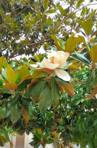 Solerantonio2 en Hamelin: Flora  (Jaén), Magnolia virginiana, Planta