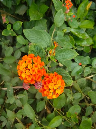 Solerantonio2 en Hamelin: Flora  (Almeria), Lantana camara, Planta