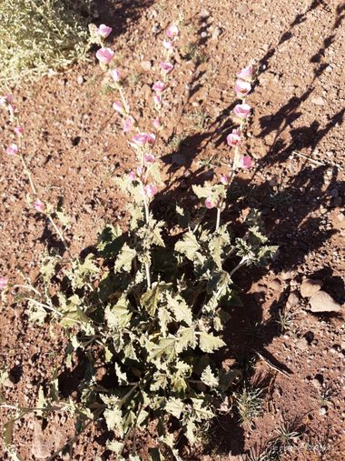 Tato en Hamelin: Flora  (Añelo), #flora#flower#vegetation#vegetacion#nature#naturaleza#flores#plantas