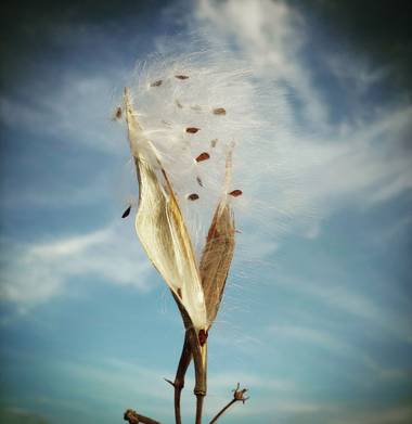 Berenicelujan en Hamelin: Flora  (La Laguna), #semillas #flora21 