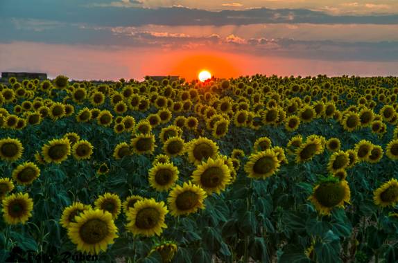 Rubén Pascual Fotógrafo en Hamelin: Flora, Helianthus annuus, Girasoles  #flora21 