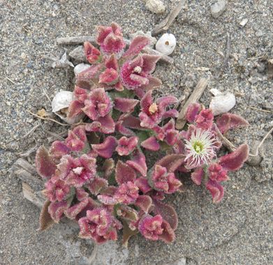 Solerantonio2 en Hamelin: Flora  (Níjar), Mesembryanthemum crystallinum, Planta