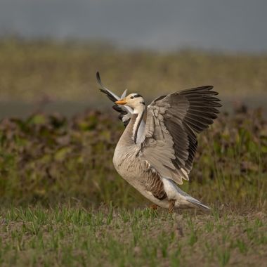 Ignicapillus en Hamelin: Fauna  (Gurgaon), Anser indicus (Latham, 1790), Ánsar indio
Selección de fotos de mi viaje ornitológico al N.O. de la india (del 2...