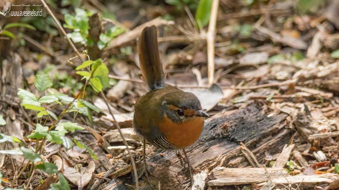 Avesenelsur.cl en Hamelin: Fauna, Scelorchilus rubecula (Kittlitz, 1830), Chucao (Scelorchilus rubecula), en Cerros del Peñol, Maullín, mes de diciembre d...