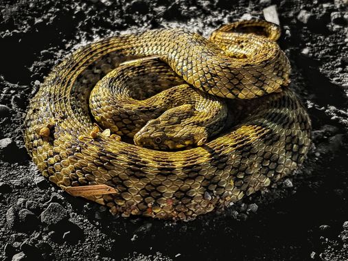 AaronChang en Hamelin: Fauna  (Huesca), #reptiles #aragon #natrixmaura #culebraviperina 