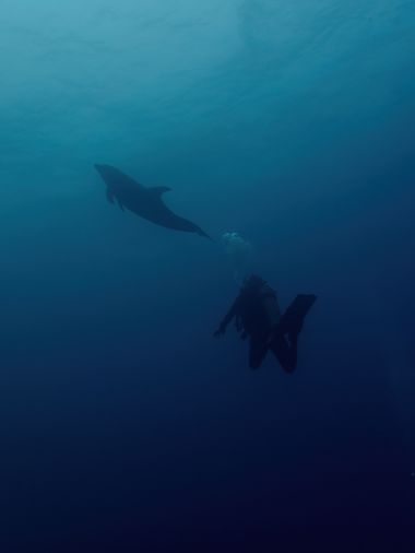 Palo Ortega Sánchez  en Hamelin: Fauna  (Manzanillo), Tursiops truncatus (Montagu, 1821), Compartiendo inmersiones con delfines muy muy curiosos y jugueton...