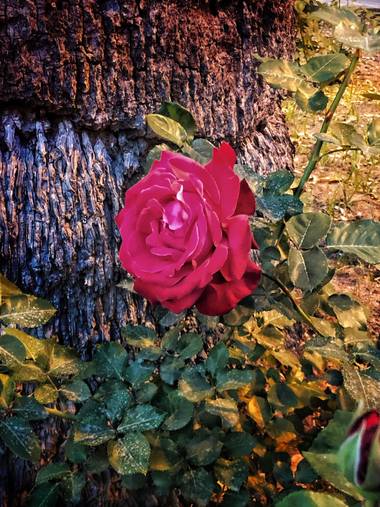 gerogoes en Hamelin: Flora  (Jerez de la Frontera), Rosa chinensis, Caminar por un jardin, donde esta roza parece que estállorando.