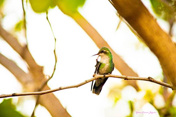 Greta franco beguan en Hamelin: Fauna  (Resistencia), #Nikon #Aves
#Landscape #Paisajes 
#Sky #Cielo #Visual 
#VisualArt #Arte #Art 
#View #Fineart #Fotos ...
