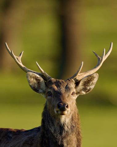 Jozsef Baricz en Hamelin: Fauna, What does the stranger shoot with? 🦌

#animal #animals #wildlifephotography #wild #deer #deers #nature #natural #outdoor...