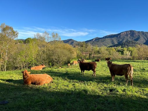 Bellasira en Hamelin: Fauna  (Camí de Talló)